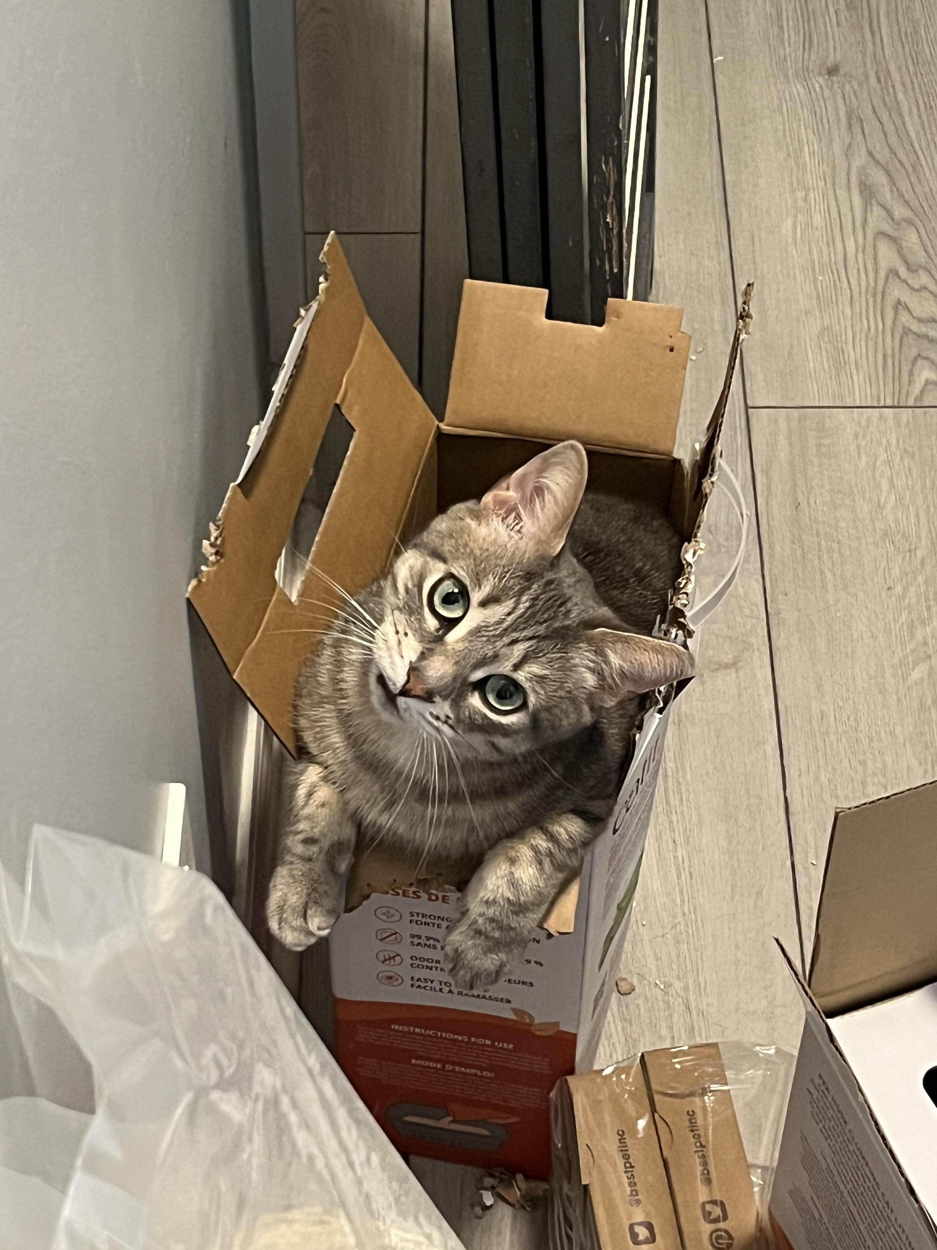 Taz, a ADOPTABLE Domestic Short Hair in Toronto, ON image 3/3