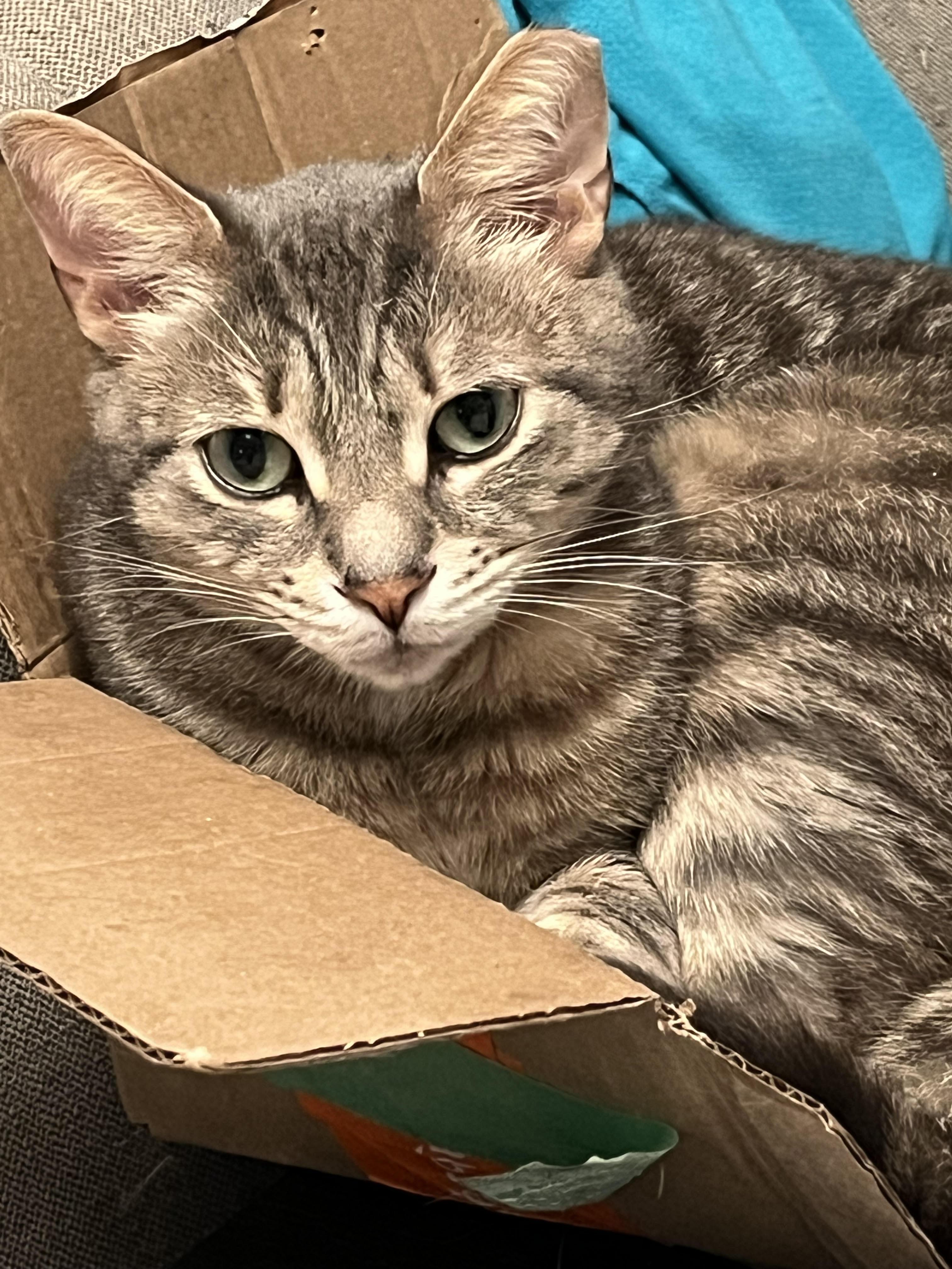 Taz, a ADOPTABLE Domestic Short Hair in Toronto, ON image 2/3