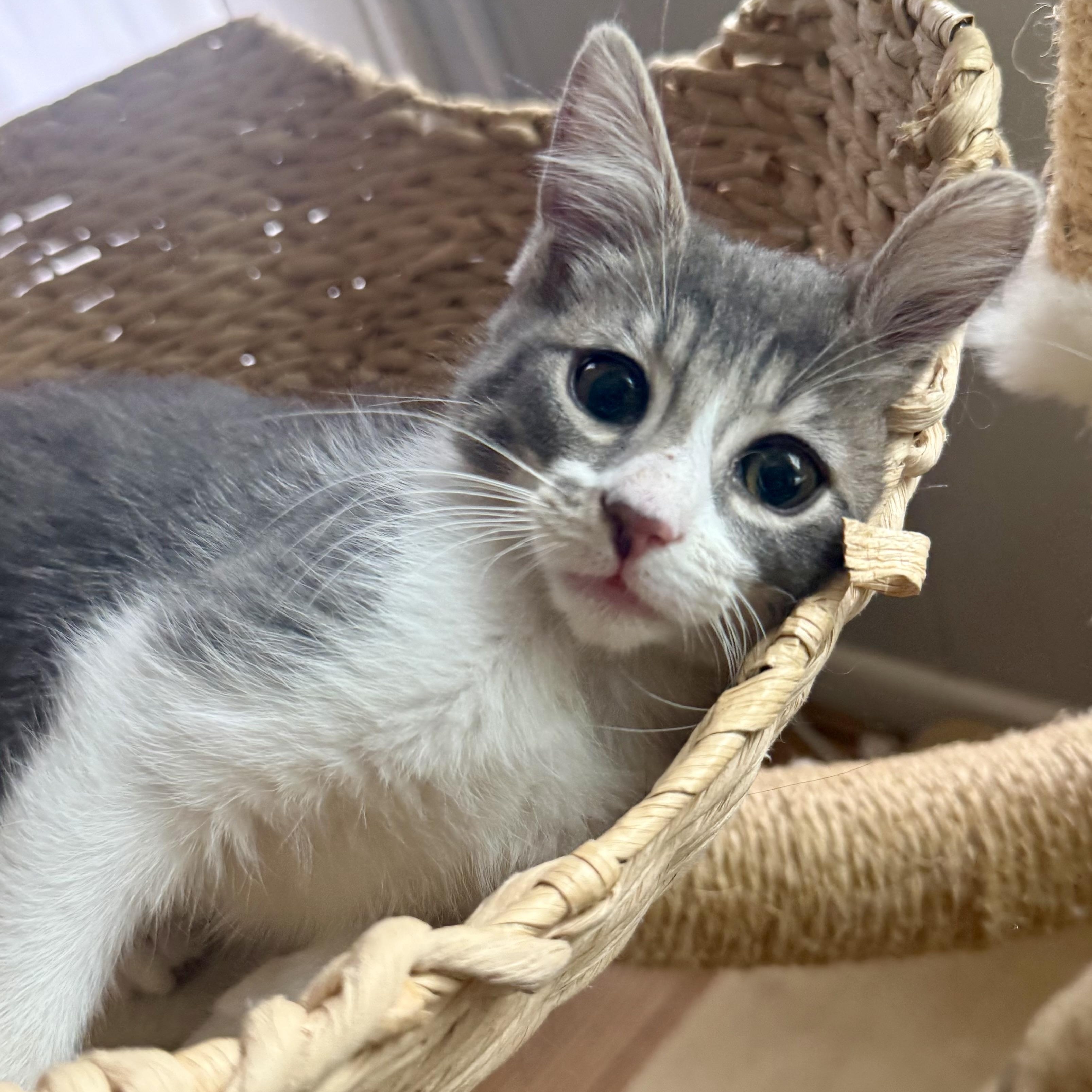 Enlarge Verano, a ADOPTABLE mixed breed in Sherman Oaks, CA image 2/6