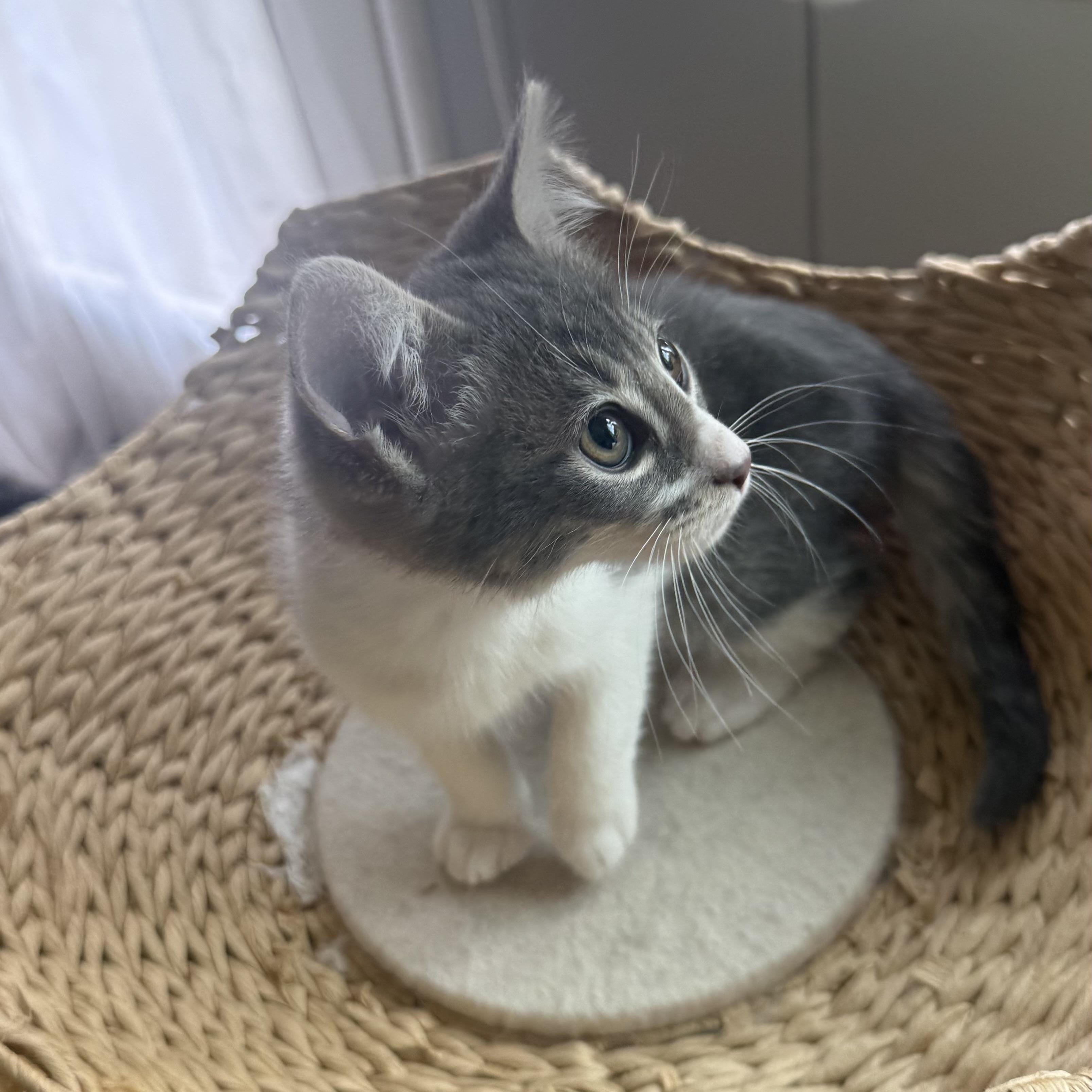 Enlarge Verano, a ADOPTABLE mixed breed in Sherman Oaks, CA image 5/6
