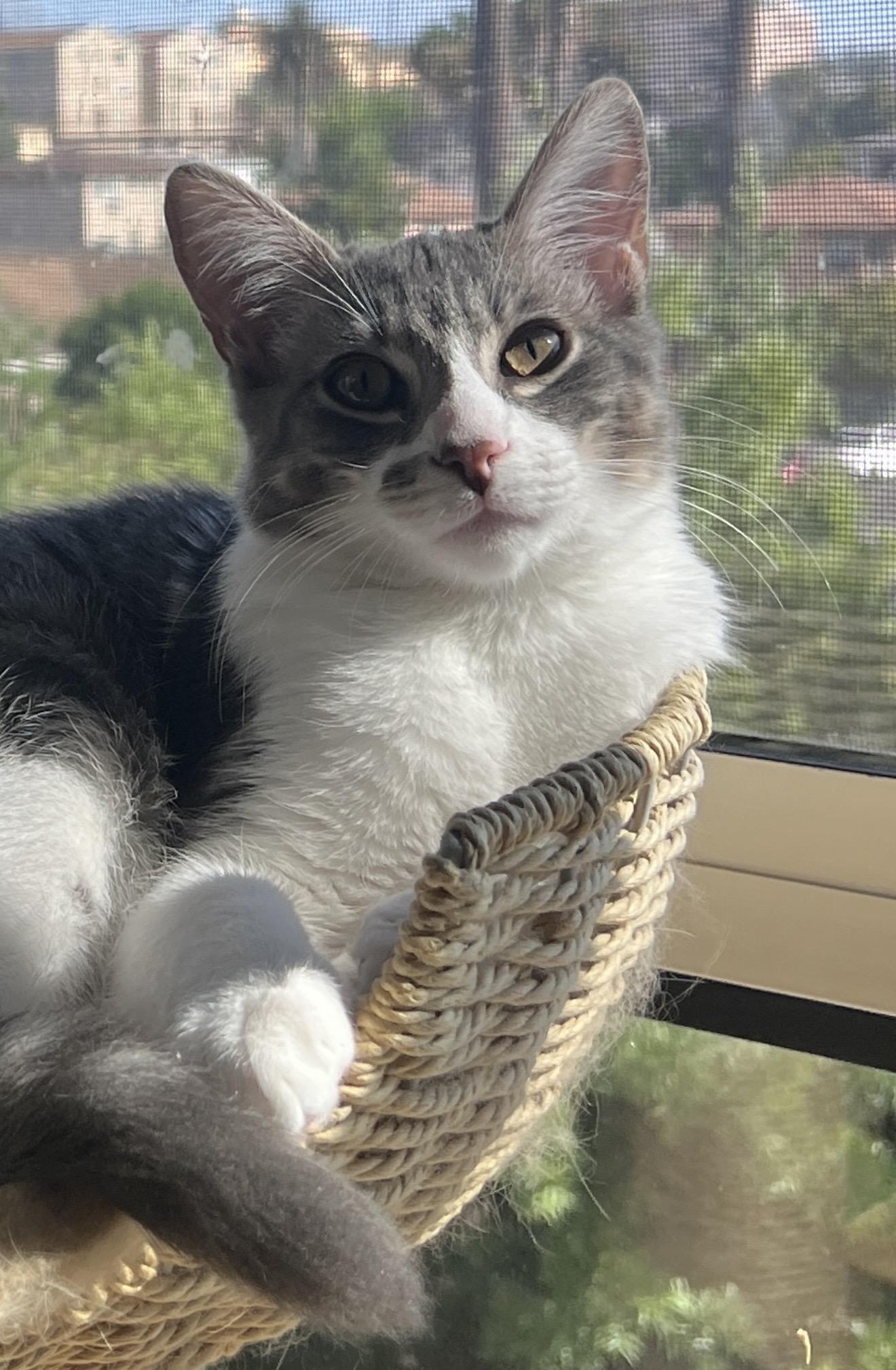 Verano, ADOPTABLE, Young Male Domestic Short Hair.