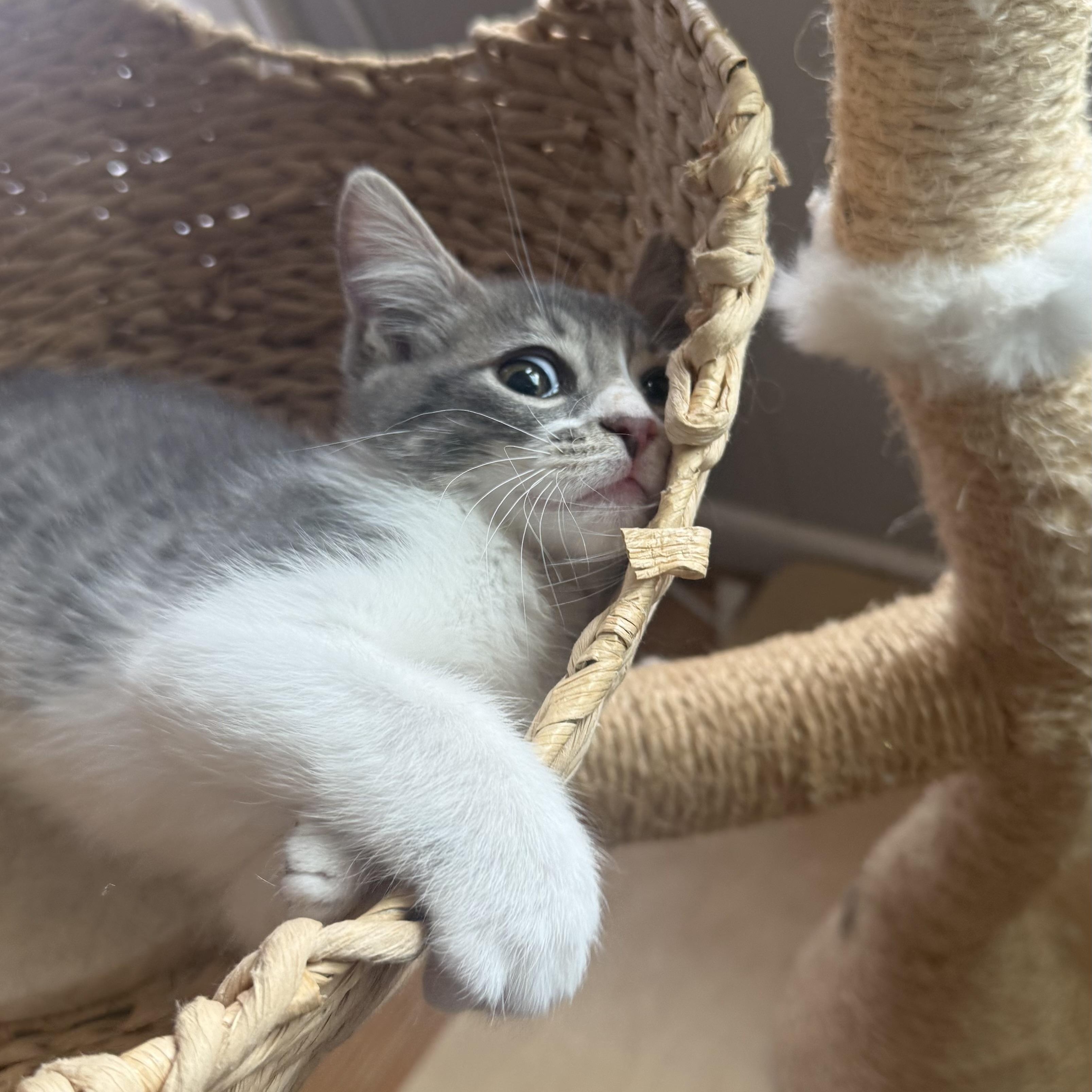 Enlarge Verano, a ADOPTABLE mixed breed in Sherman Oaks, CA image 4/6