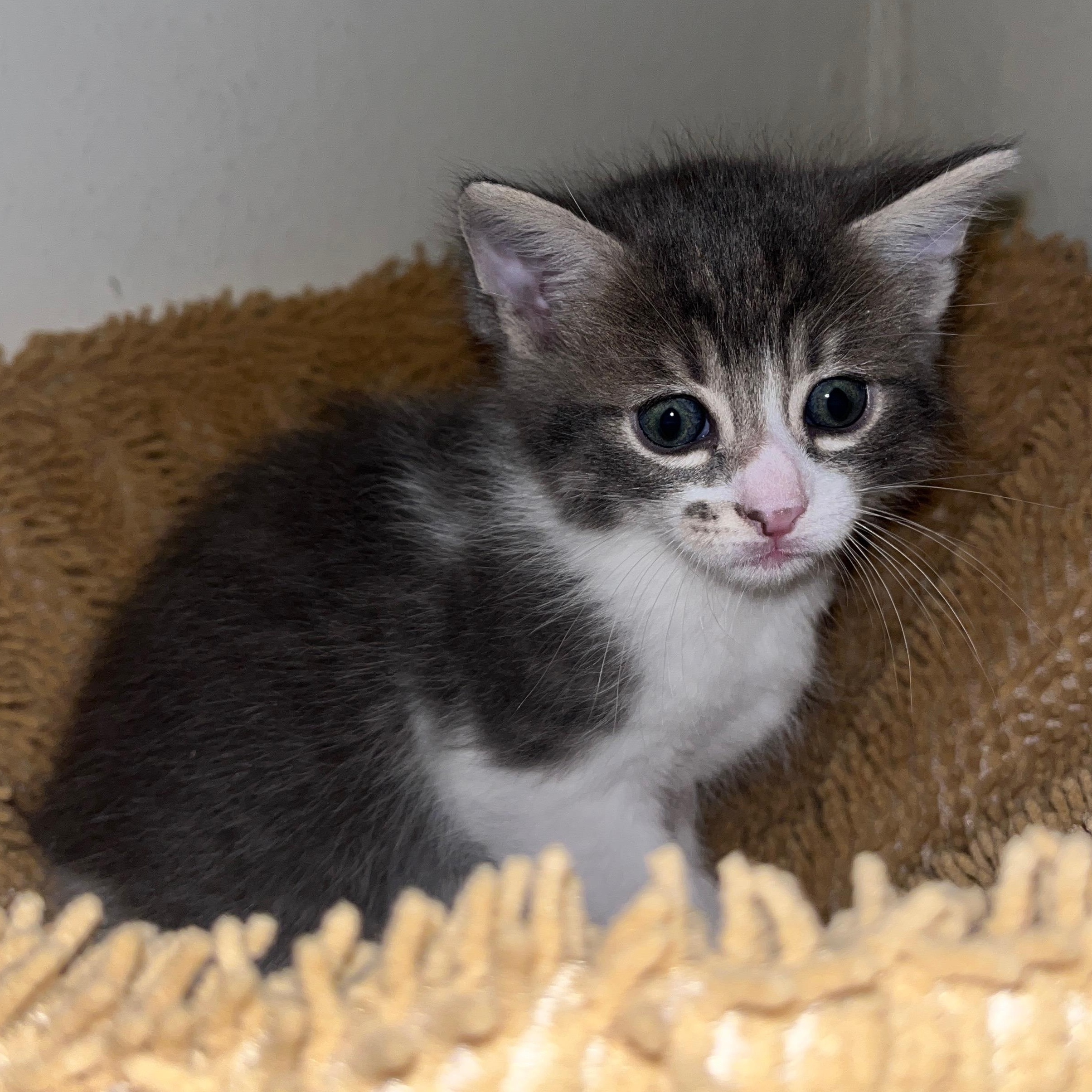Enlarge Verano, a ADOPTABLE mixed breed in Sherman Oaks, CA image 6/6
