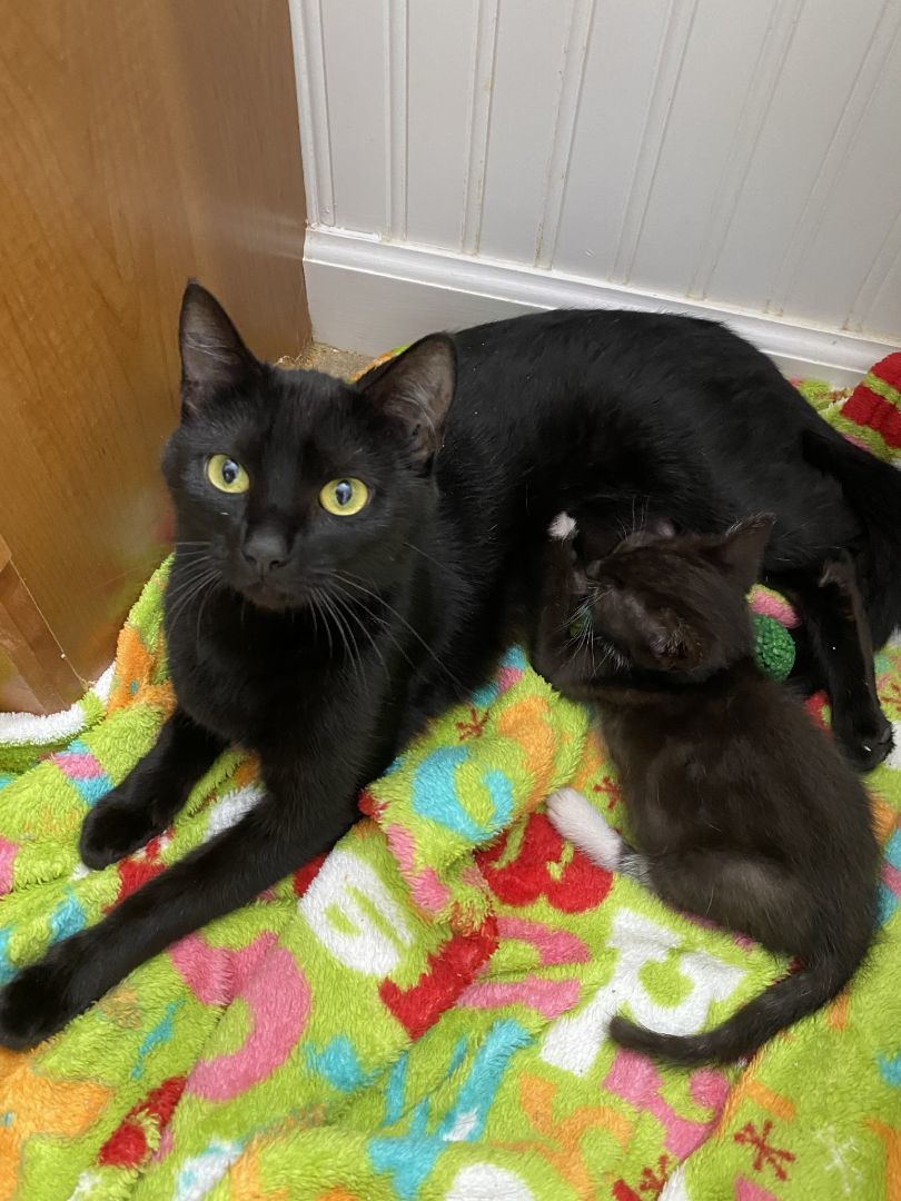 Jasmine, Adoptable, Adult Female Bombay.