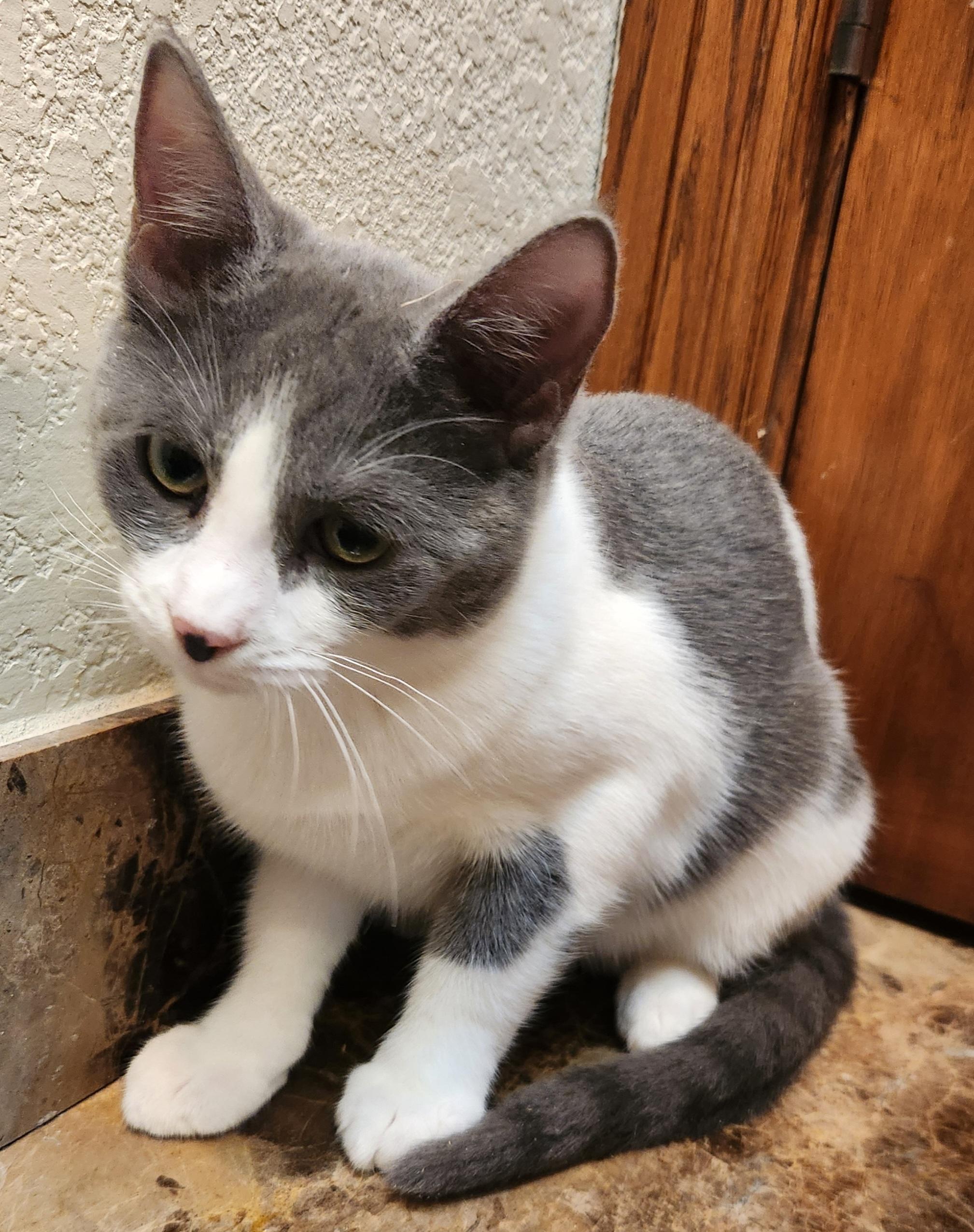 Skye, a Adoptable mixed breed in Oklahoma City, OK image 2/3