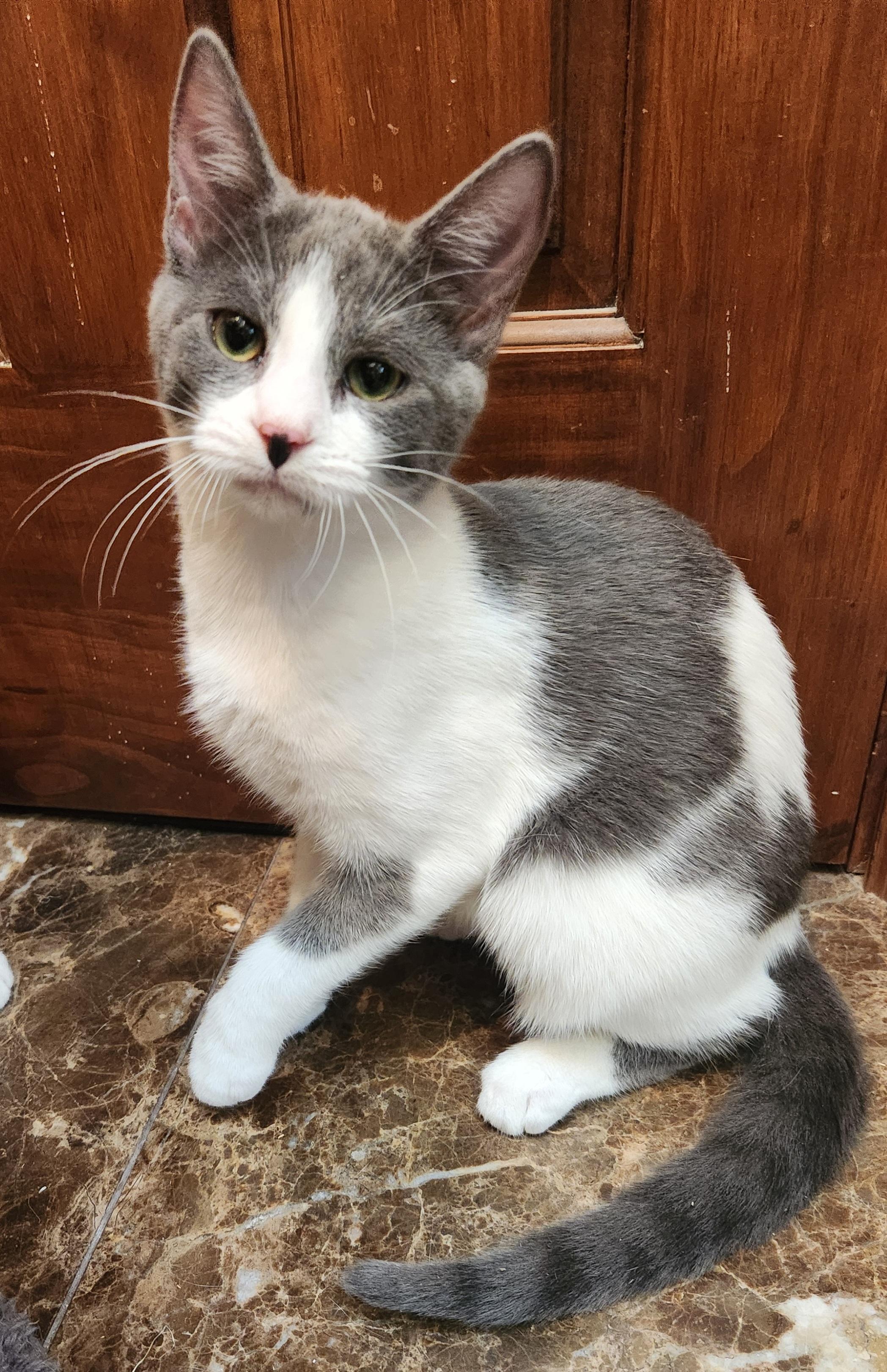 Skye, Adoptable, Young Female Domestic Short Hair.