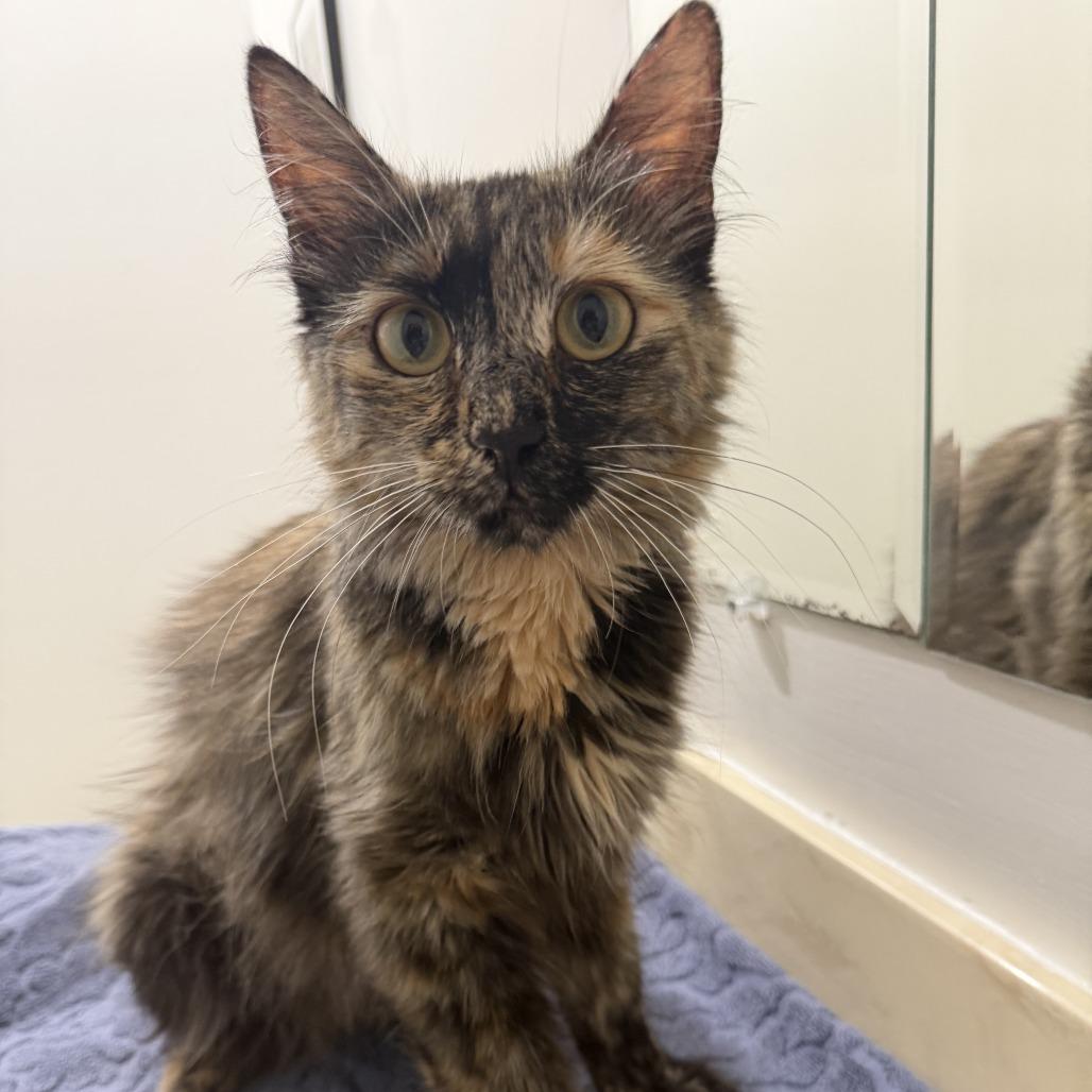Enlarge Ember, a Adoptable Domestic Medium Hair in Sunnyvale, CA image 1/1
