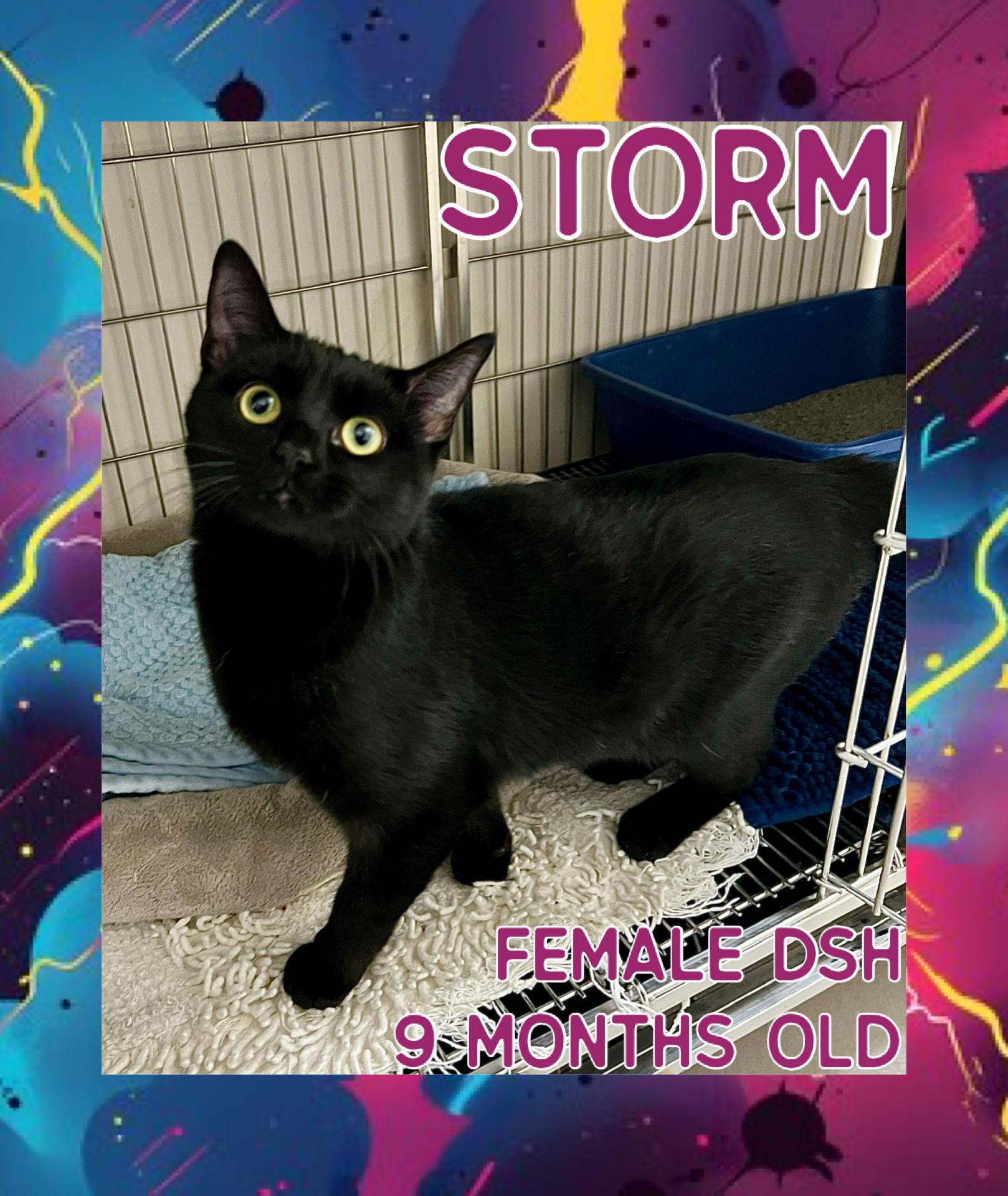Storm, Adoptable, Young Female Domestic Short Hair.