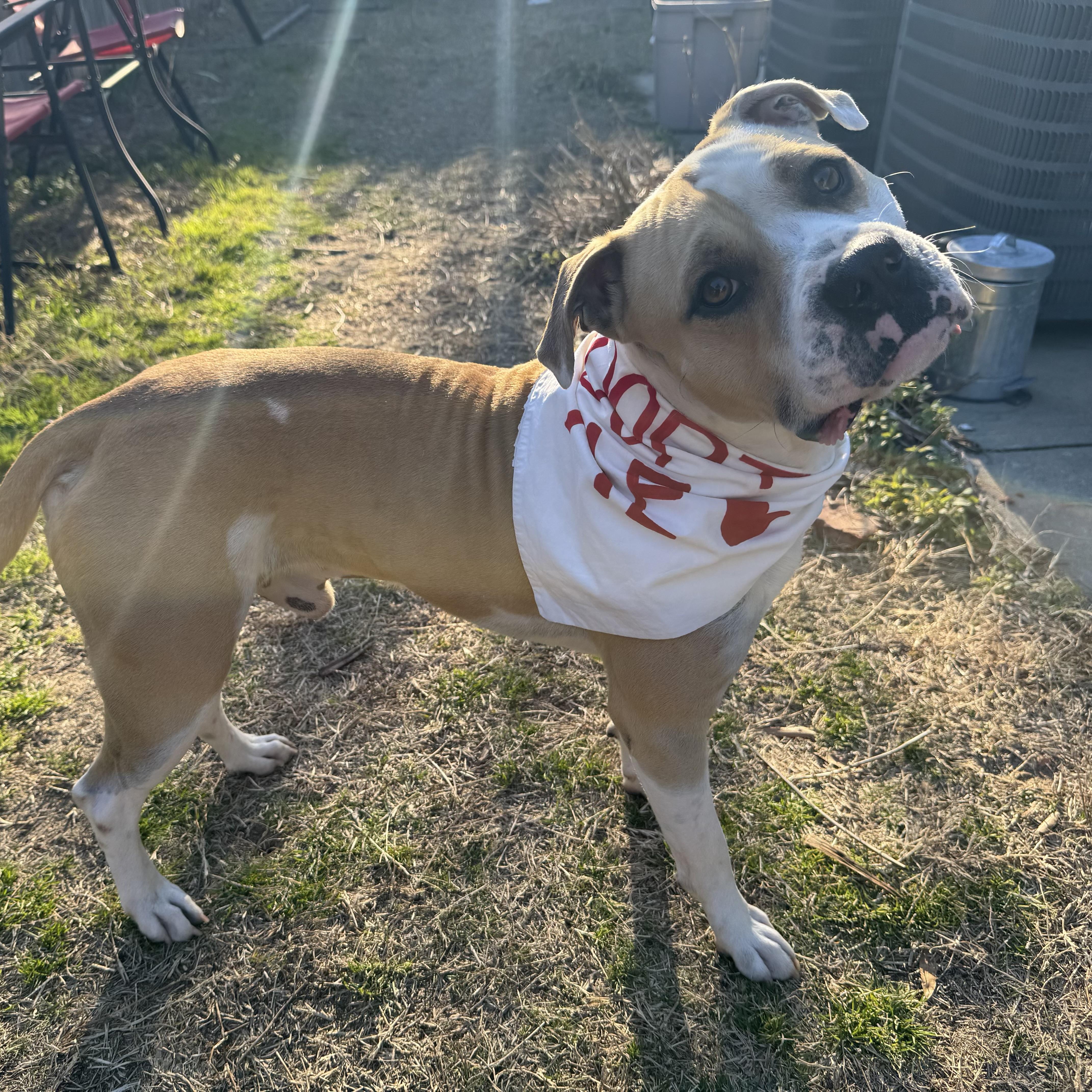 Claude — thumbnail 4