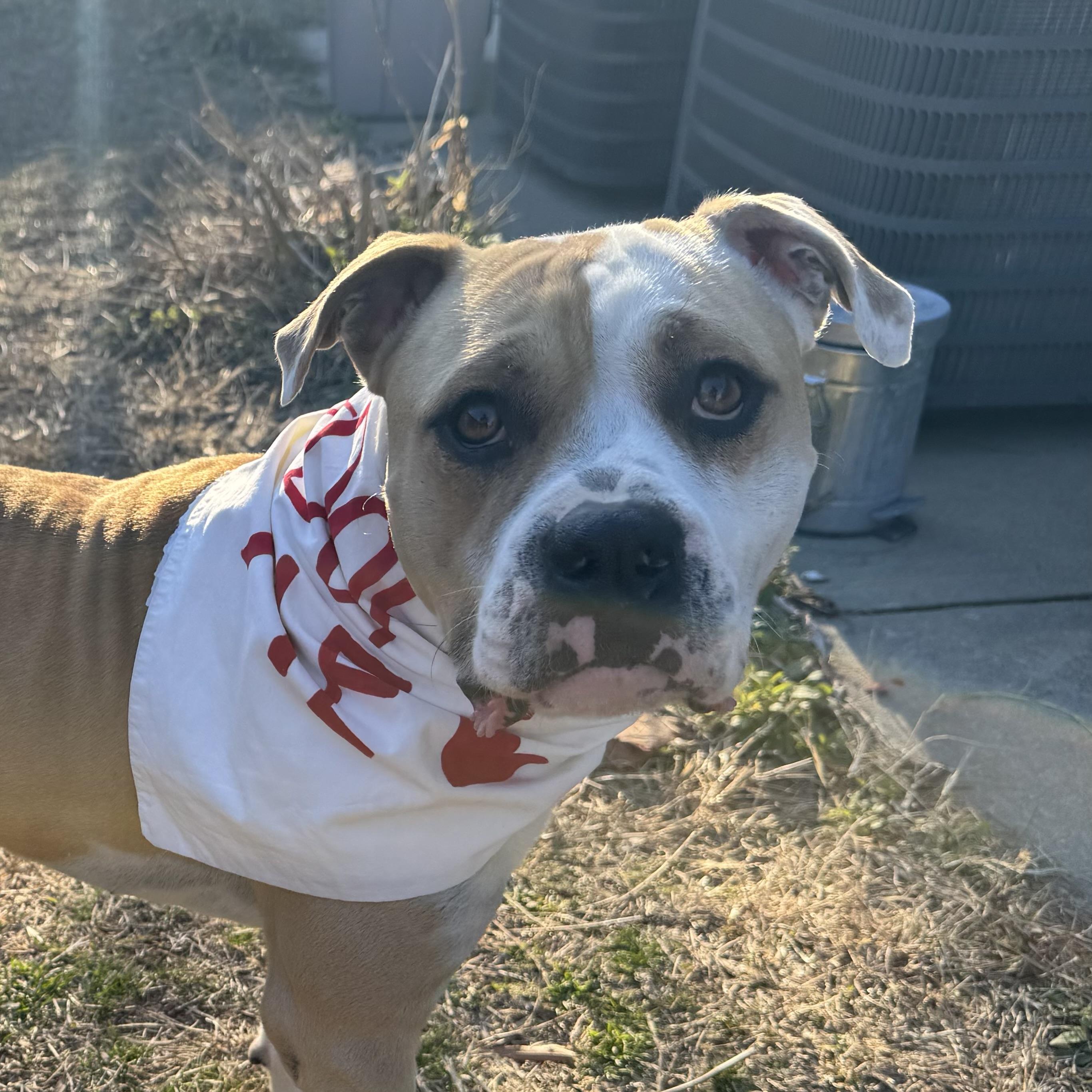 Claude — thumbnail 6