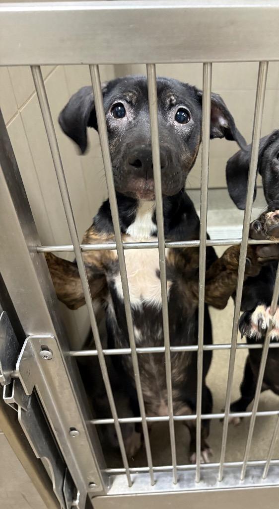 Enlarge Hennon 1/KAHLO, a Adoptable mixed breed in Rome, GA image 2/3