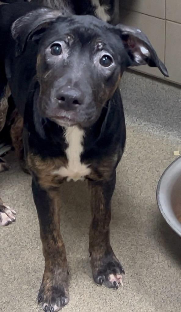 Enlarge Hennon 1/KAHLO, a Adoptable mixed breed in Rome, GA image 3/3