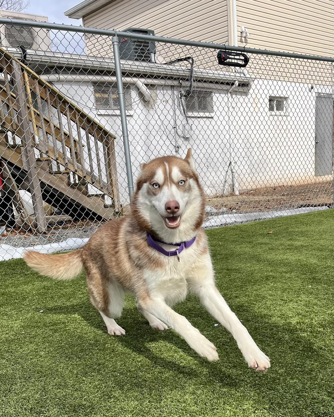 Enlarge Brandy, a ADOPTABLE Siberian Husky in Bloomfield, NJ image 2/4