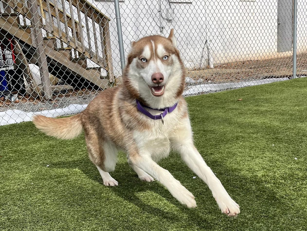 Enlarge Brandy, a ADOPTABLE Siberian Husky in Bloomfield, NJ image 4/5