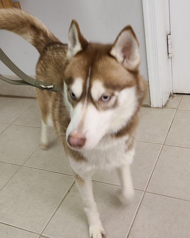 Enlarge Brandy, a ADOPTABLE Siberian Husky in Bloomfield, NJ image 4/4