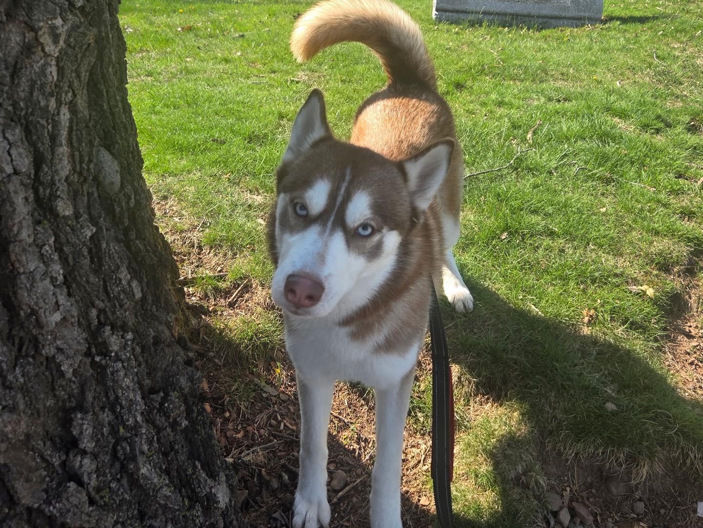 Enlarge Brandy, a ADOPTABLE Siberian Husky in Bloomfield, NJ image 5/5