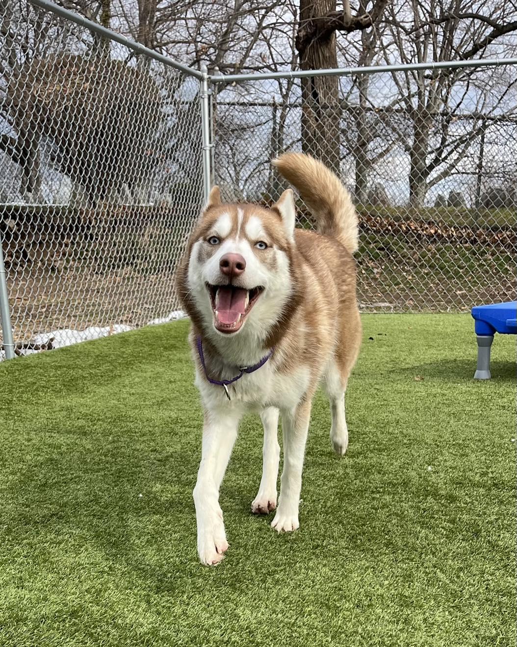 Enlarge Brandy, a ADOPTABLE Siberian Husky in Bloomfield, NJ image 1/4