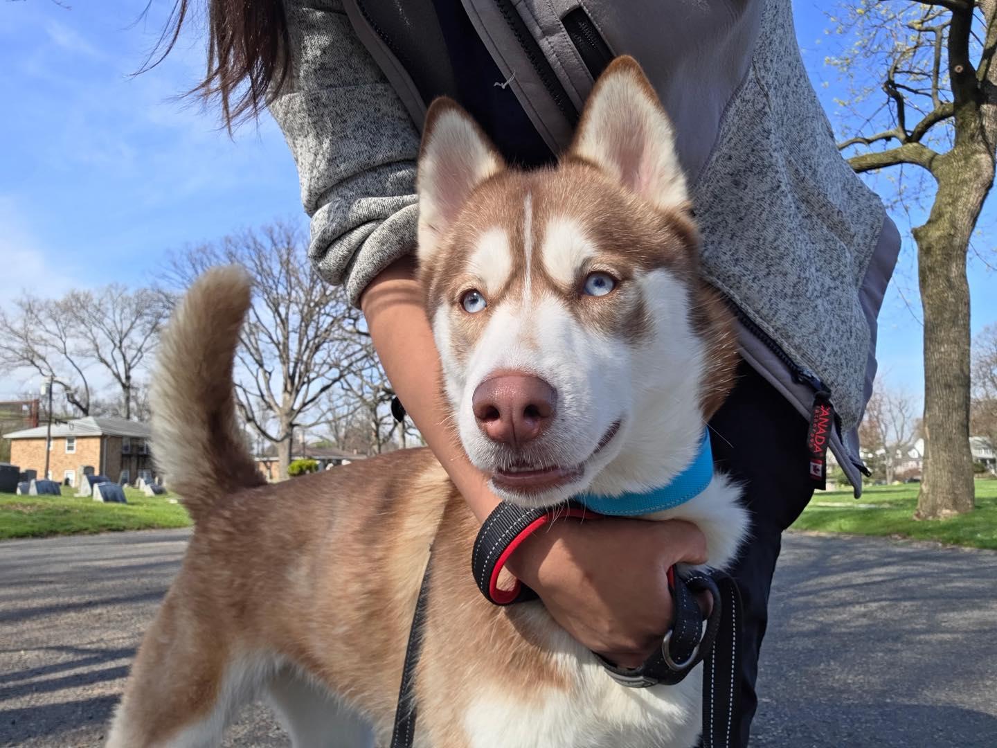 Enlarge Brandy, a ADOPTABLE Siberian Husky in Bloomfield, NJ image 2/5