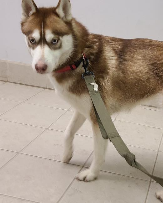 Enlarge Brandy, a ADOPTABLE Siberian Husky in Bloomfield, NJ image 3/4