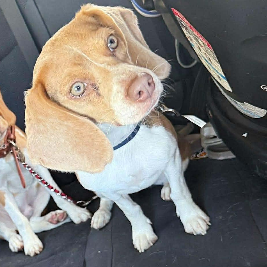Lily, a Adoptable Beagle in Albany, NY image 1/3