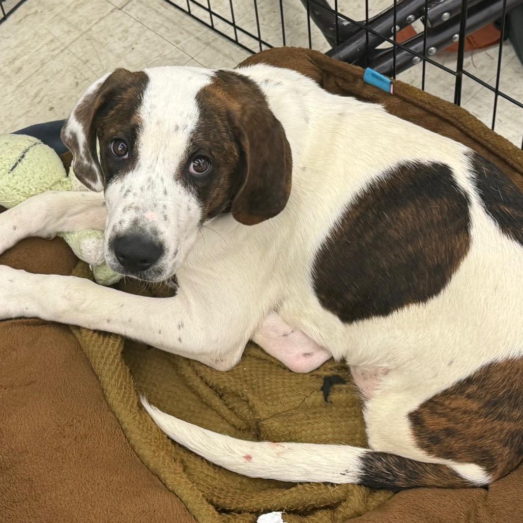 Enlarge Jafar, a Adoptable mixed breed in Washington, PA image 1/2