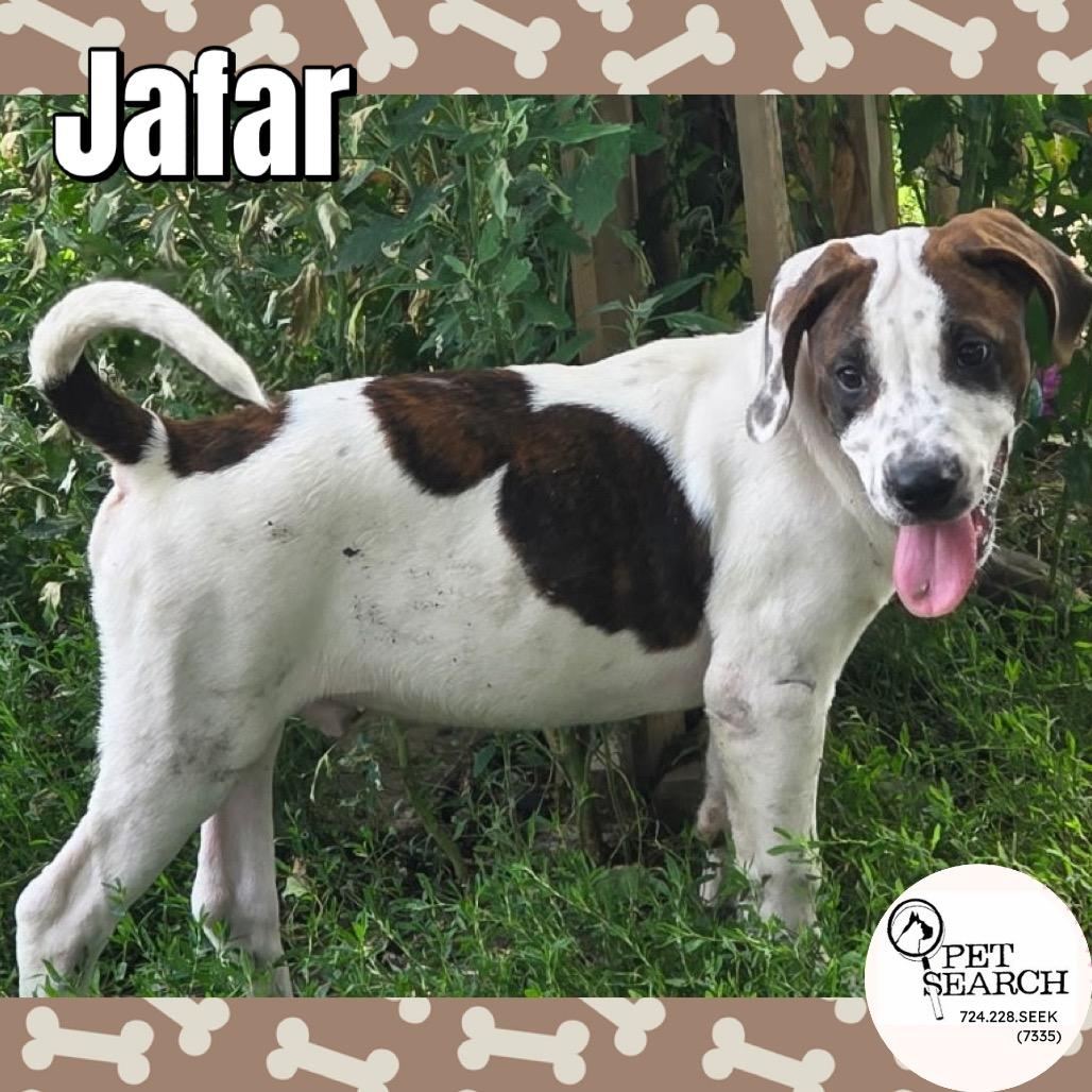 Enlarge Jafar, a Adoptable mixed breed in Washington, PA image 2/2