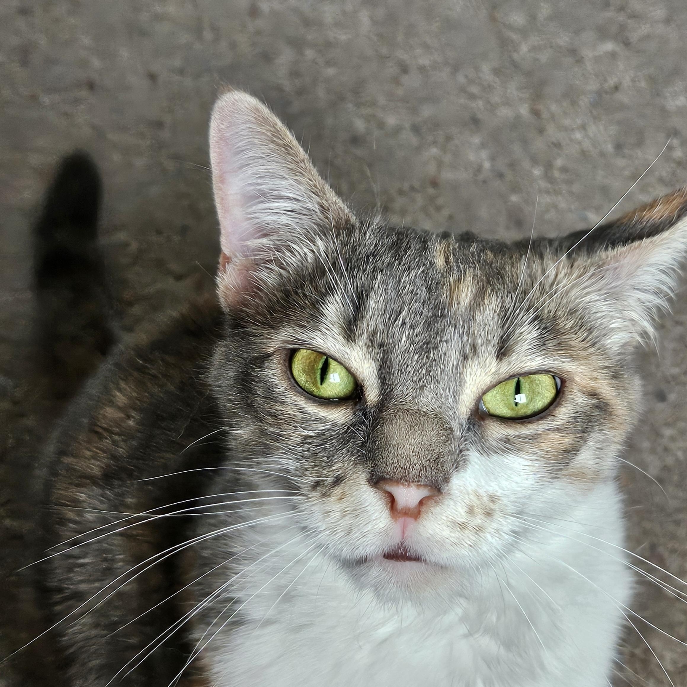 Lina, a ADOPTABLE Domestic Short Hair in White Marsh, MD image 2/5