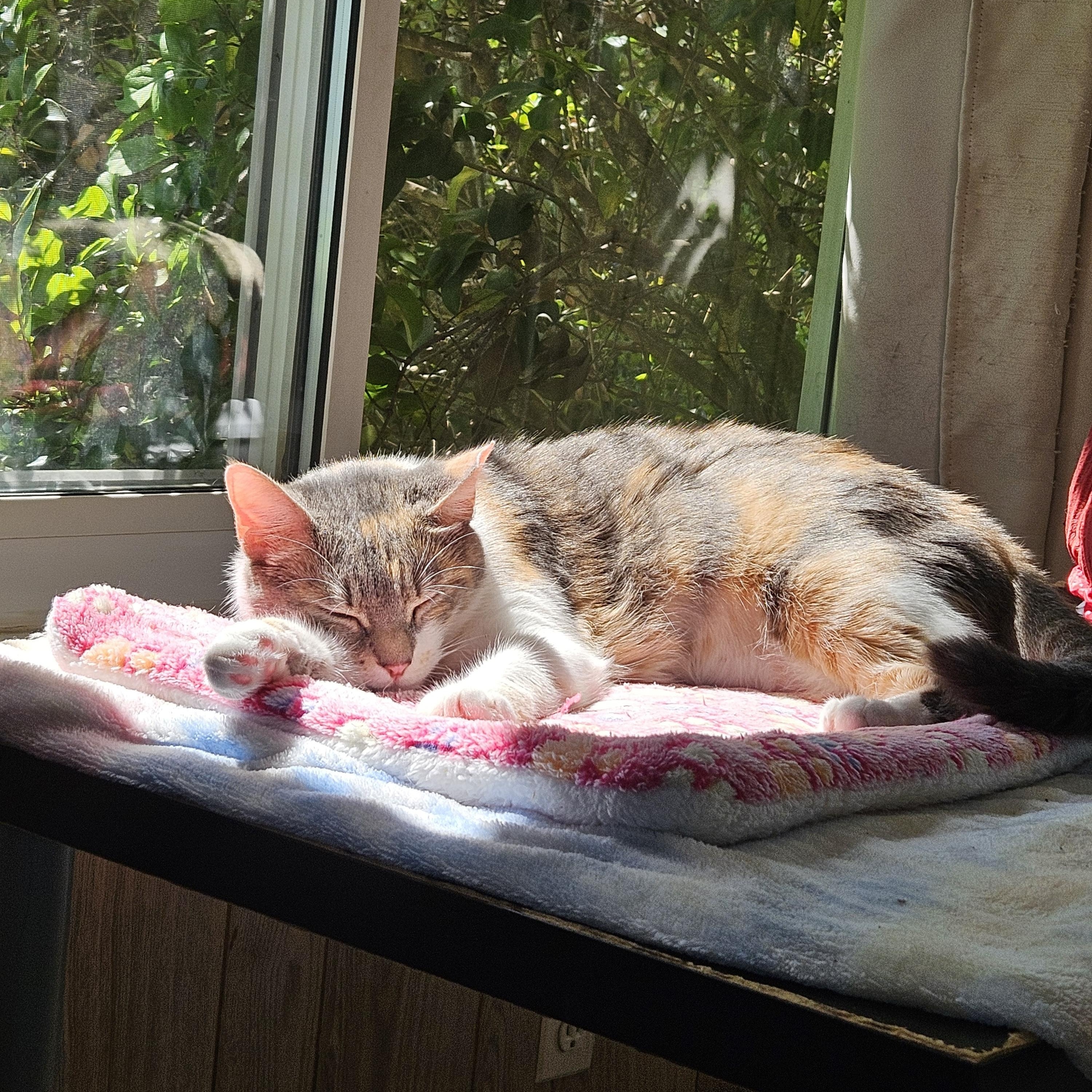 Lina, a ADOPTABLE Domestic Short Hair in White Marsh, MD image 4/5