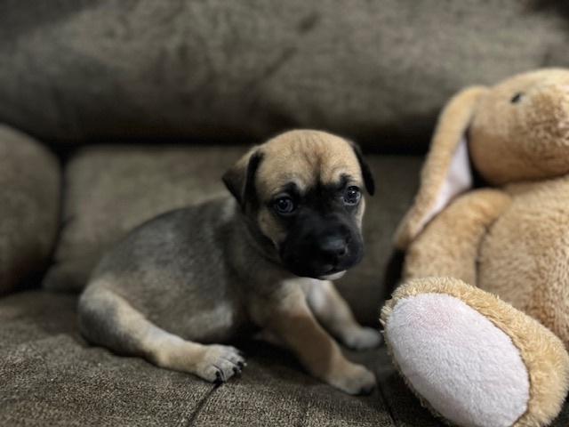 Babych / Raisin, a Adoptable mixed breed in Broomfield, CO image 1/6
