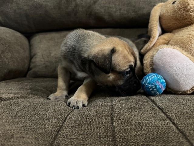 Babych / Raisin, a Adoptable mixed breed in Broomfield, CO image 2/6