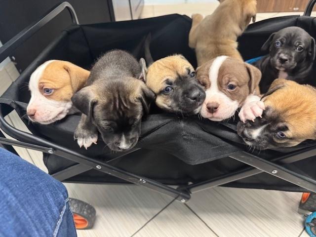 Babych / Raisin, a Adoptable mixed breed in Broomfield, CO image 3/6