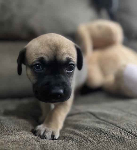 Babych / Raisin, a Adoptable mixed breed in Broomfield, CO image 4/6