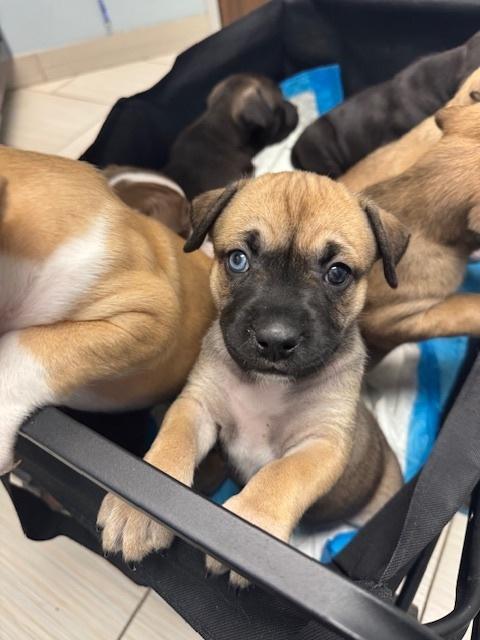 Babych / Raisin, a Adoptable mixed breed in Broomfield, CO image 5/6