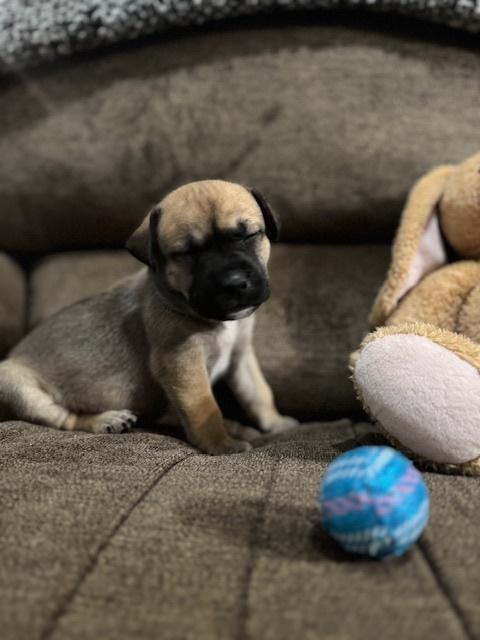 Babych / Raisin, a Adoptable mixed breed in Broomfield, CO image 6/6