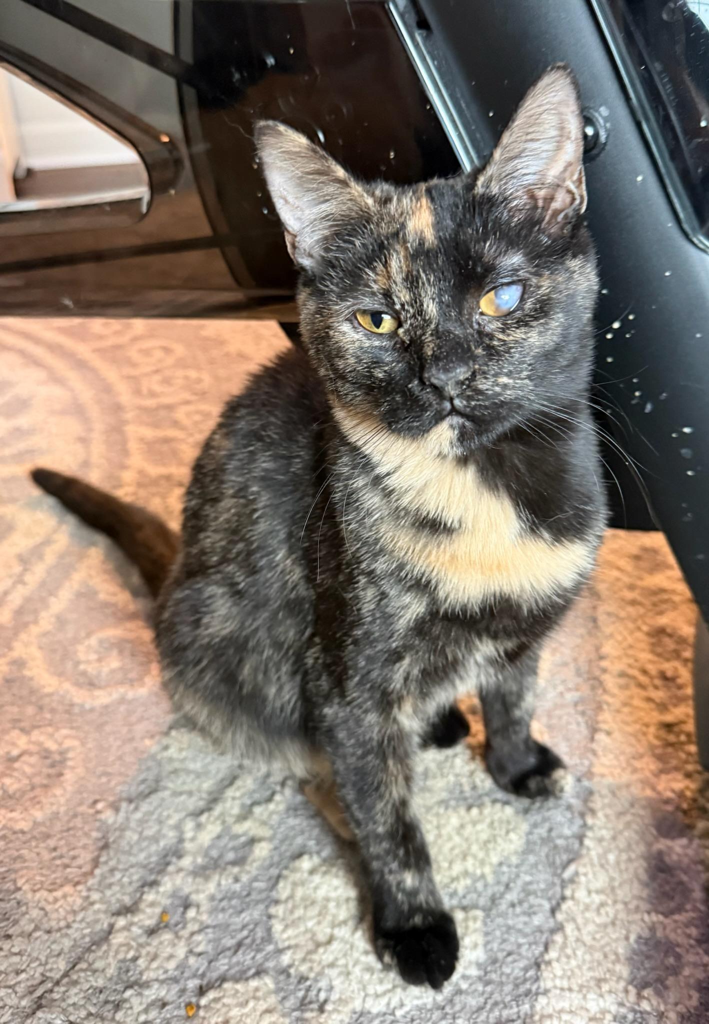 Buttercup, Adoptable, Kitten Female Tortoiseshell & Domestic Short Hair.