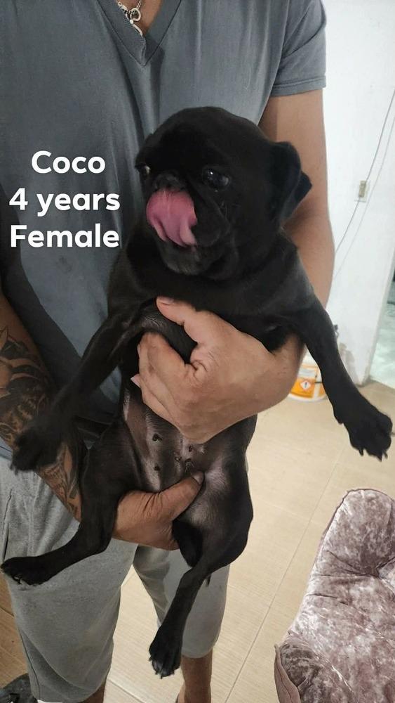 Coco, Adoptable, Adult Female Pug.
