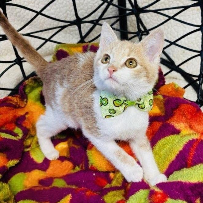 Pan, Adoptable, Kitten Male Domestic Short Hair.