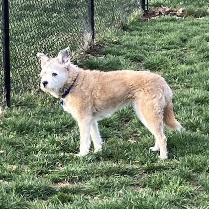 Enlarge Mattie (bonded pair), a ADOPTABLE Border Terrier in St. Louis, MO image 5/5