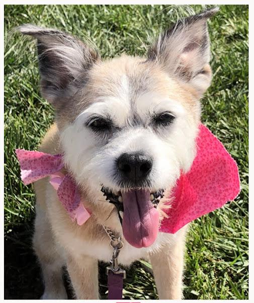 Enlarge Mattie (bonded pair), a ADOPTABLE Border Terrier in St. Louis, MO image 4/5