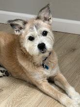 Mattie (bonded pair), ADOPTABLE, Senior Female Border Terrier.