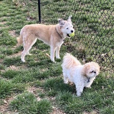 Enlarge Mattie (bonded pair), a ADOPTABLE Border Terrier in St. Louis, MO image 2/5