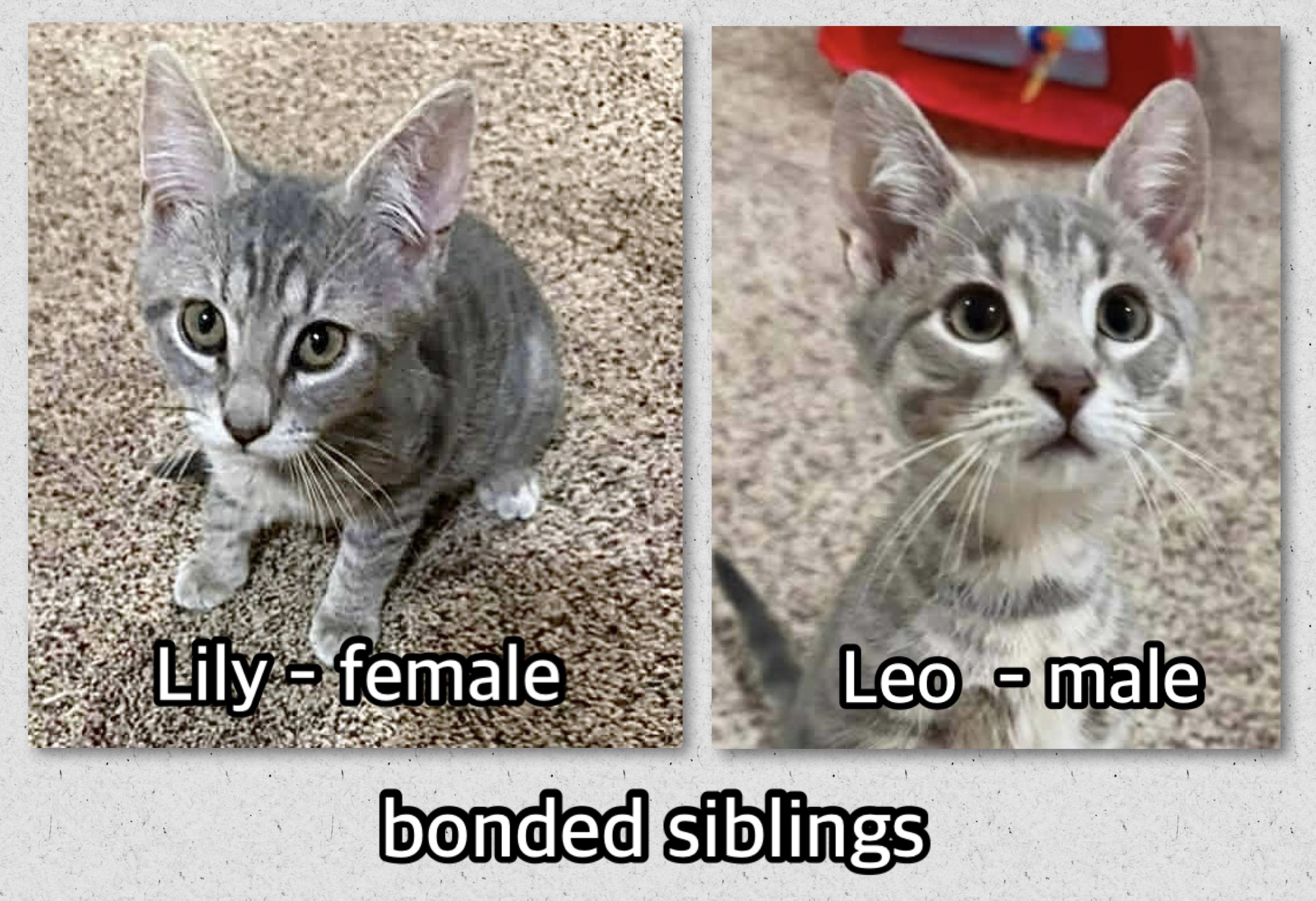 Enlarge Lily & Leo, an adopted Domestic Short Hair in Breinigsville, PA image 2/2