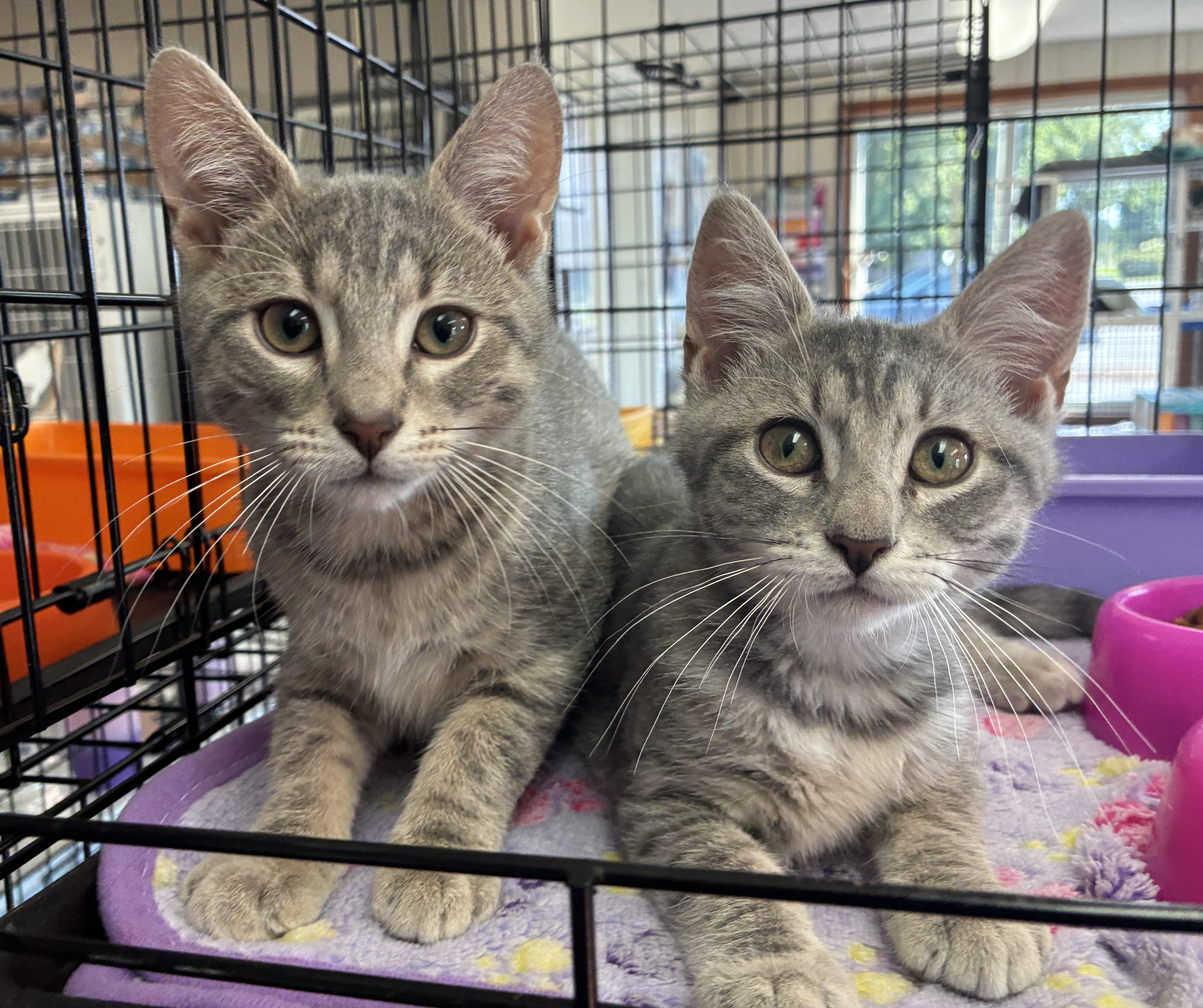 Enlarge Lily & Leo, an adopted Domestic Short Hair in Breinigsville, PA image 1/2