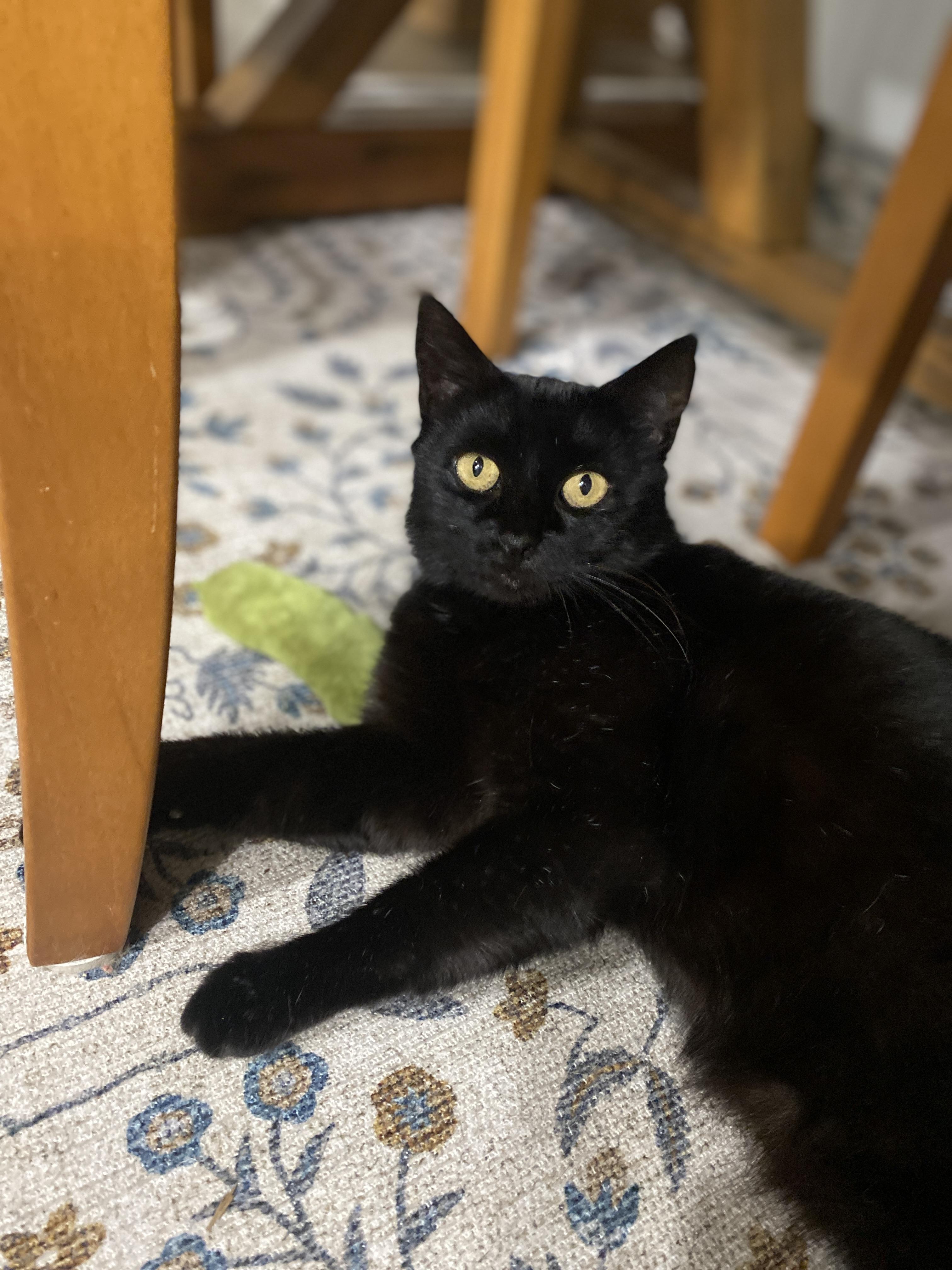 Enlarge Sam, a Adoptable Domestic Short Hair in Maitland, FL image 1/2