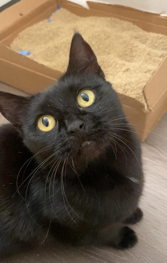 Enlarge Sam, a Adoptable Domestic Short Hair in Maitland, FL image 2/2