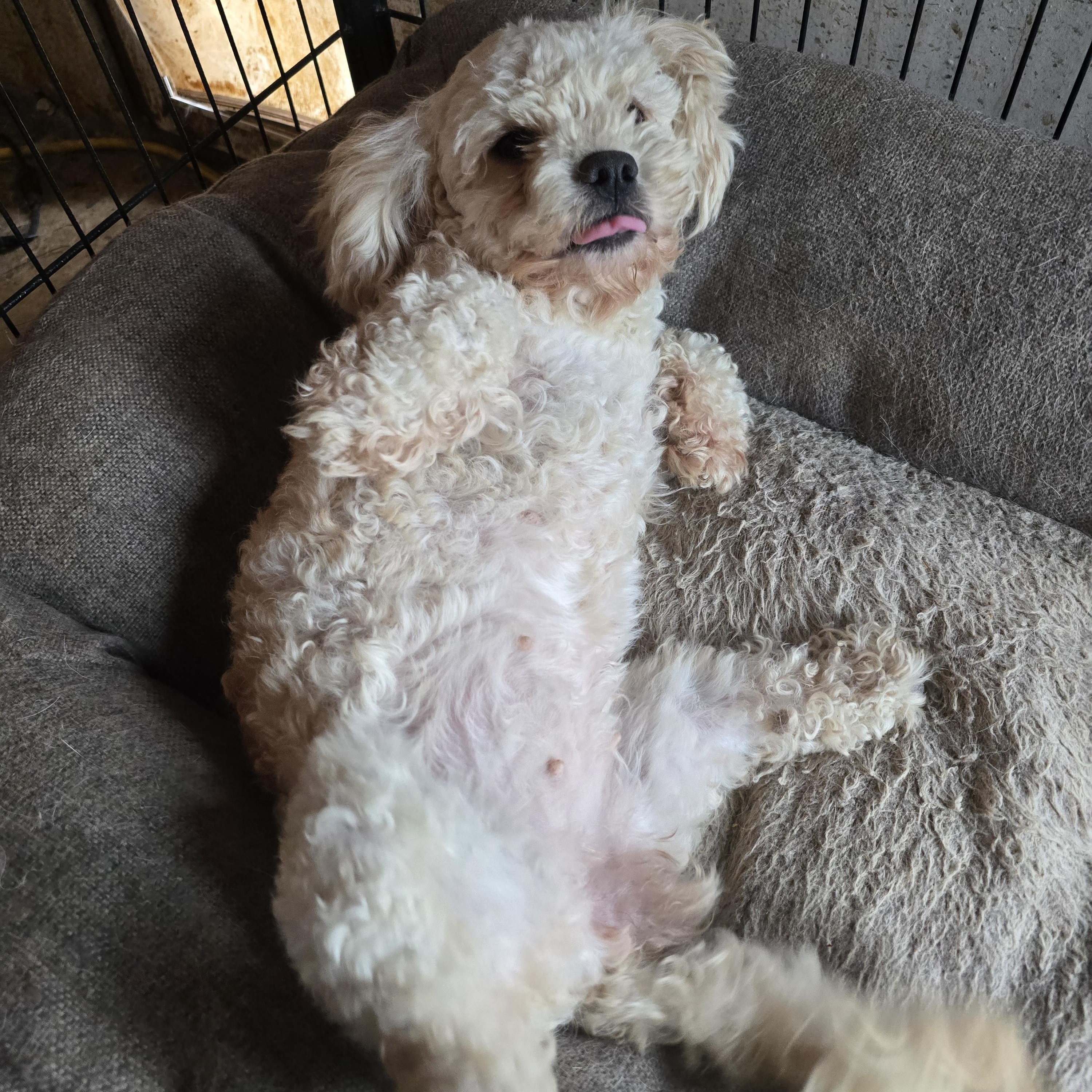 Enlarge Pearl, a Adoptable Cavapoo in Zaleski, OH image 1/1