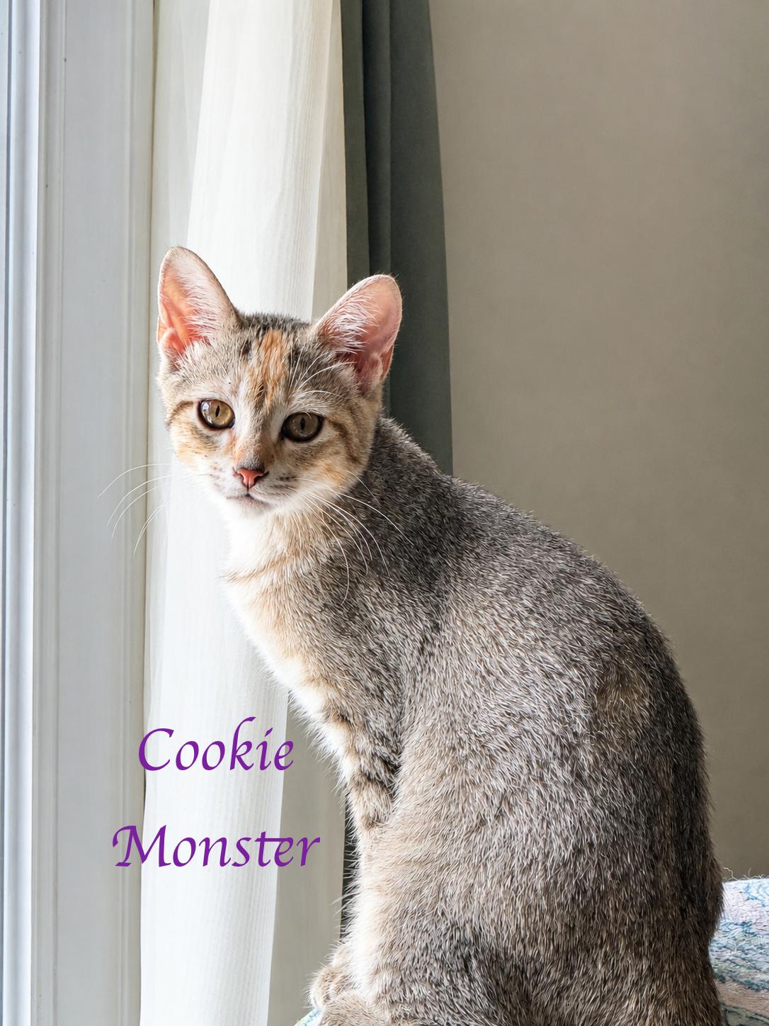 Enlarge Cookie Monster...don't hate me cause I'm beautiful, an adoptable Domestic Short Hair in Murfreesboro, TN image 2/3