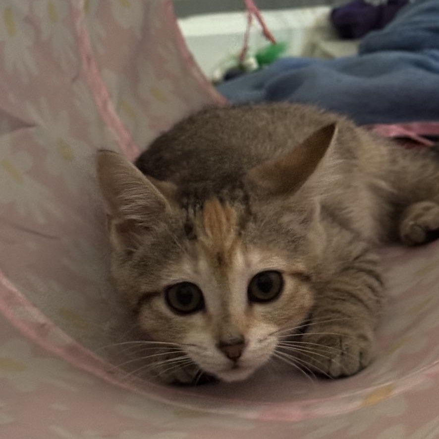 Cookie Monster, an adopted Domestic Short Hair in Murfreesboro, TN image 2/2