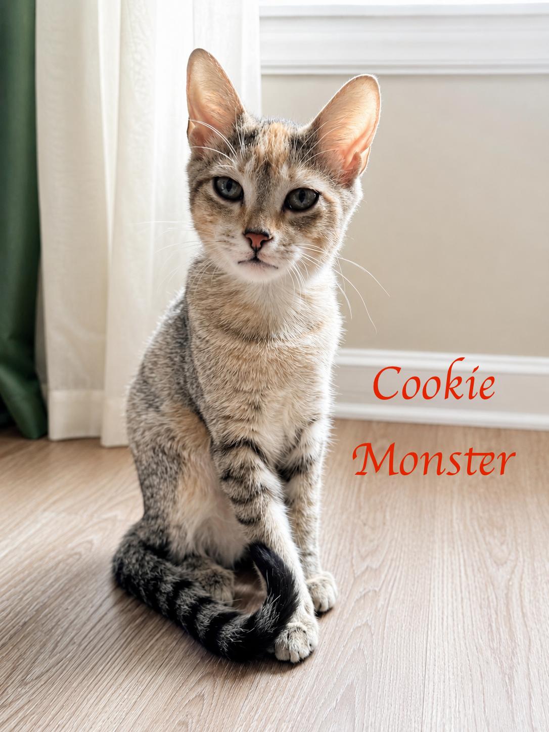 Cookie Monster...don't hate me cause I'm beautiful, adoptable, Kitten Female Domestic Short Hair.