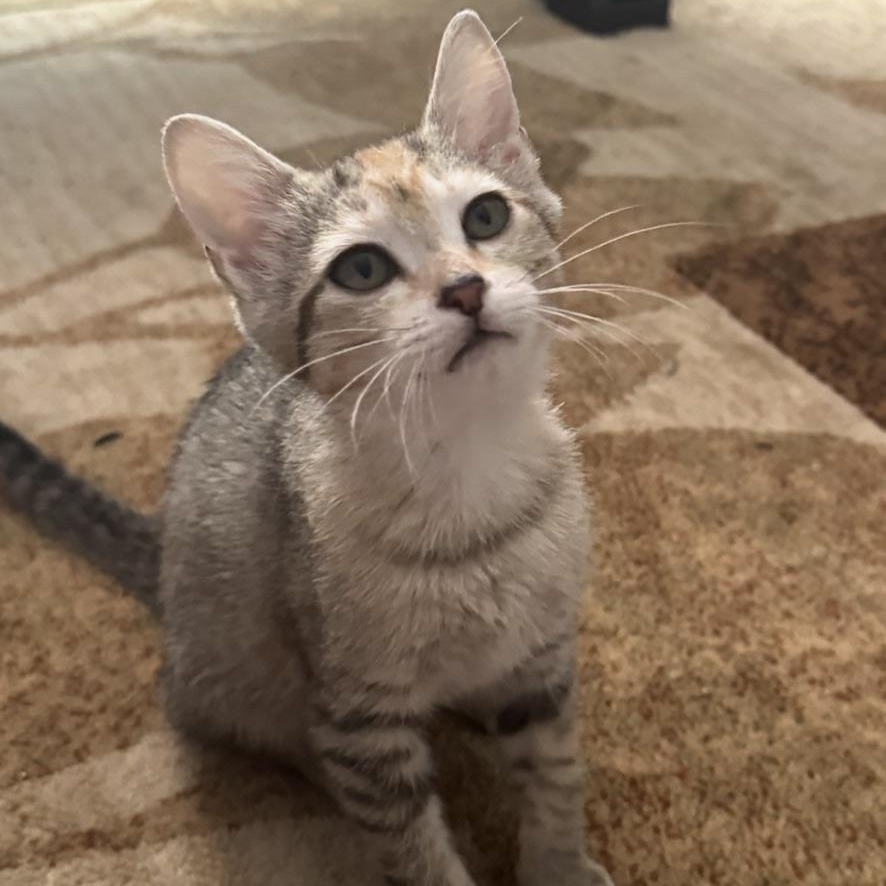 Cookie Monster, an adopted Domestic Short Hair in Murfreesboro, TN image 1/2